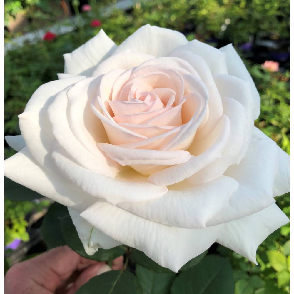 Роза флорибунда Графиня Эльке цу Ранцзау (крем, 80см) с4
