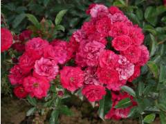 Роза флорибунда ДОПИ (красн, 40см) с4