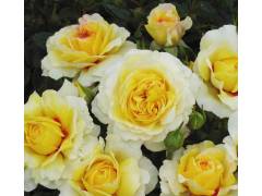 Роза флорибунда ЗЕ САН ЭНД ЗЕ ХАТ (желт, 70 см), с4