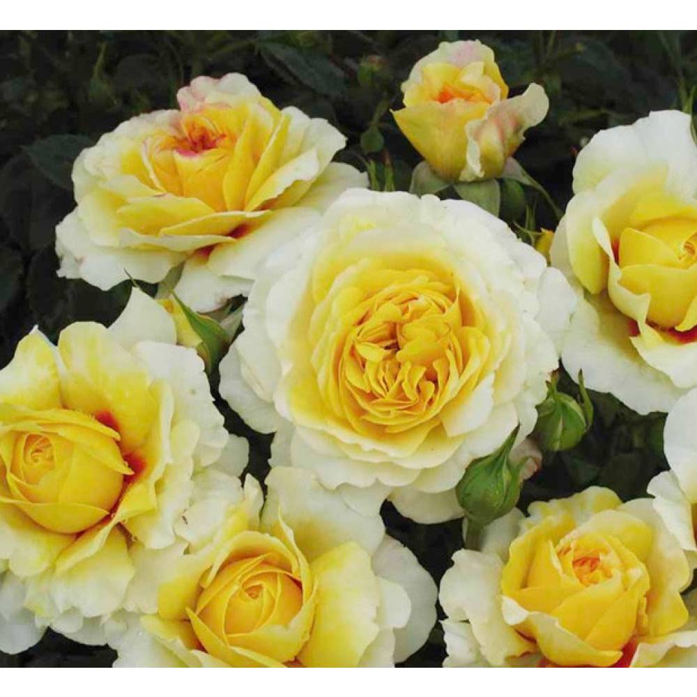 Роза флорибунда ЗЕ САН ЭНД ЗЕ ХАТ (желт, 70 см), с4