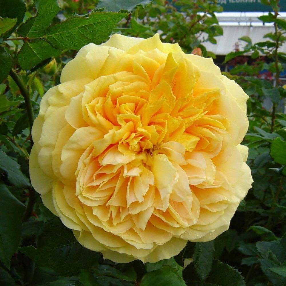 Роза флорибунда ИНКА (желтая, 100см), с4
