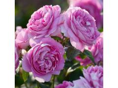 Роза флорибунда ЛИЛАК ТОПАЗ (лилов, 120см), с4
