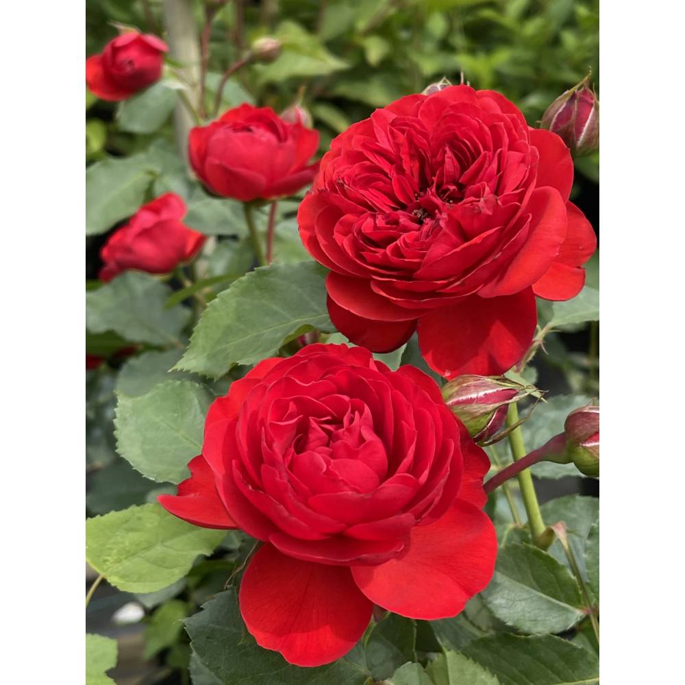Роза флорибунда МОНА ЛИЗА (красн, 80см), с4