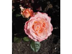 Роза флорибунда Пикоти Ваза (роз, 60см) с4