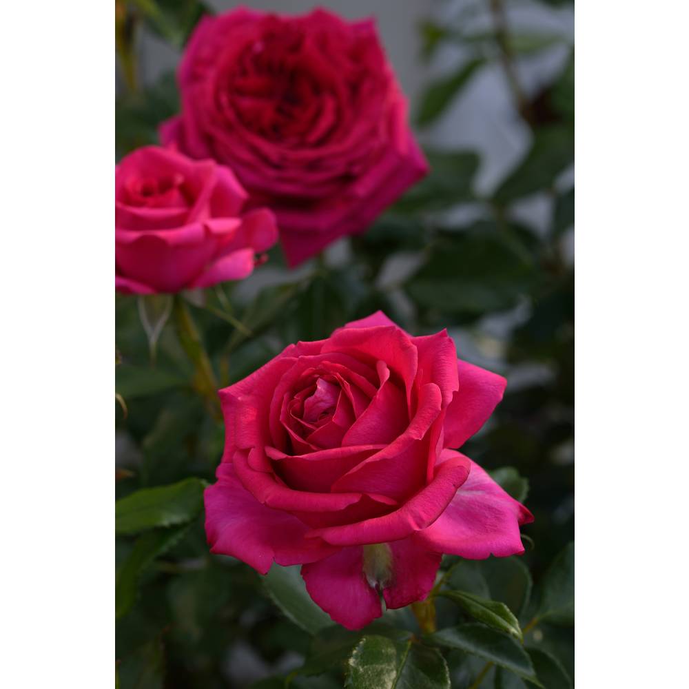 Роза флорибунда Режис Маркон (малин, 100см), с4