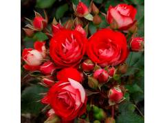 Роза флорибунда Розиге Ландростай (красн, 60см) с4