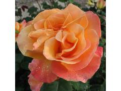 Роза флорибунда СОУЗЕРН БЬЮТИ (роз, 120-150см), с4