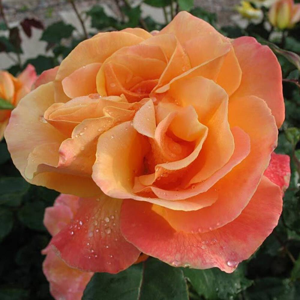 Роза флорибунда СОУЗЕРН БЬЮТИ (роз, 120-150см), с4