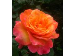 Роза флорибунда ФРЕНЕЗИ (оранж, 120см), с4