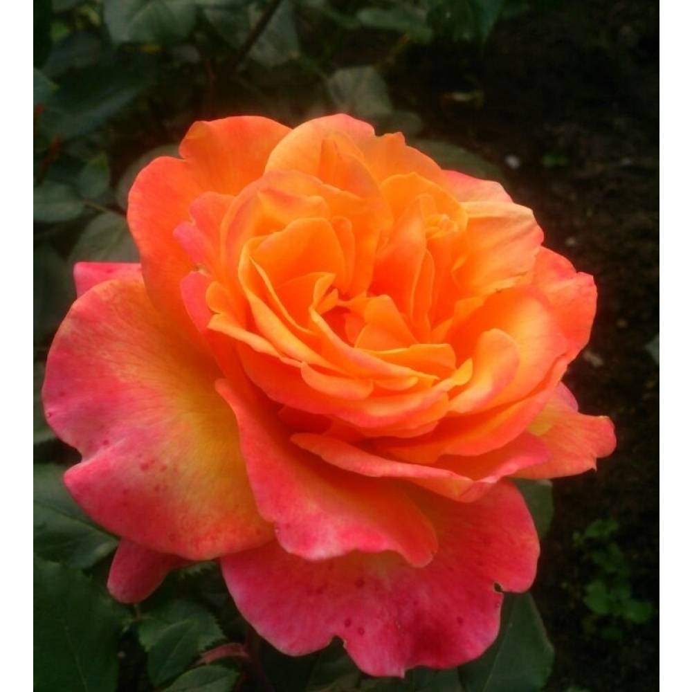 Роза флорибунда ФРЕНЕЗИ (оранж, 120см), с4