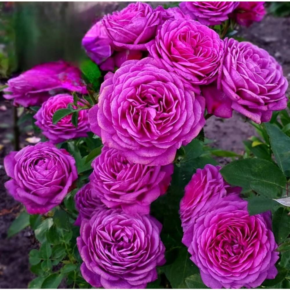 Роза флорибунда ХАЙДИ КЛУМ (лиловая, 50см), с4