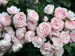Роза флорибунда Ханц Гоневайн Розе (роз, 120см), с4