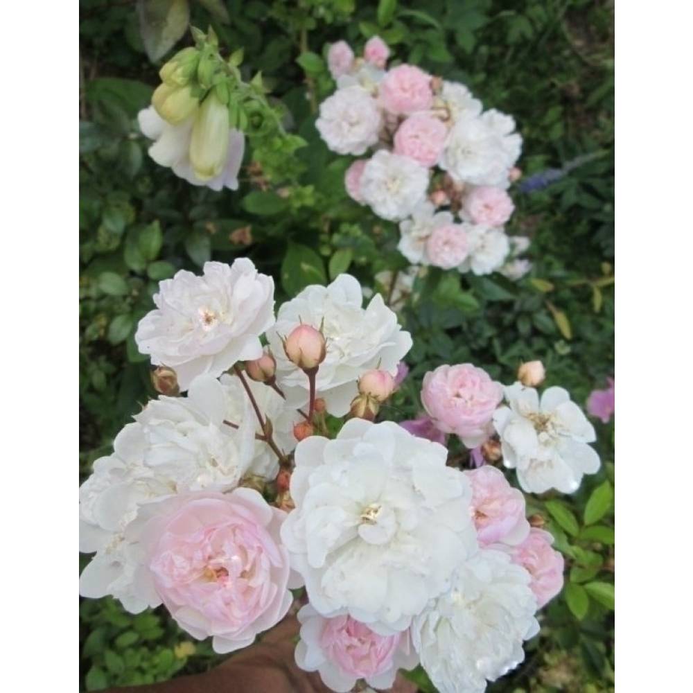 Роза парк мускус АННЕЛИС (бел-крем, 120-150см), с4
