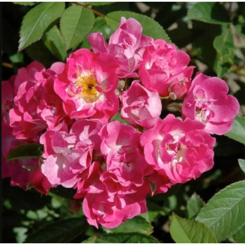 Роза парк мускус БЕЛИНДА (роз, 150см) с4