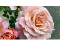 Роза парк шраб Шато де Вамаркус (роз, 150см, НЕУКР), с4