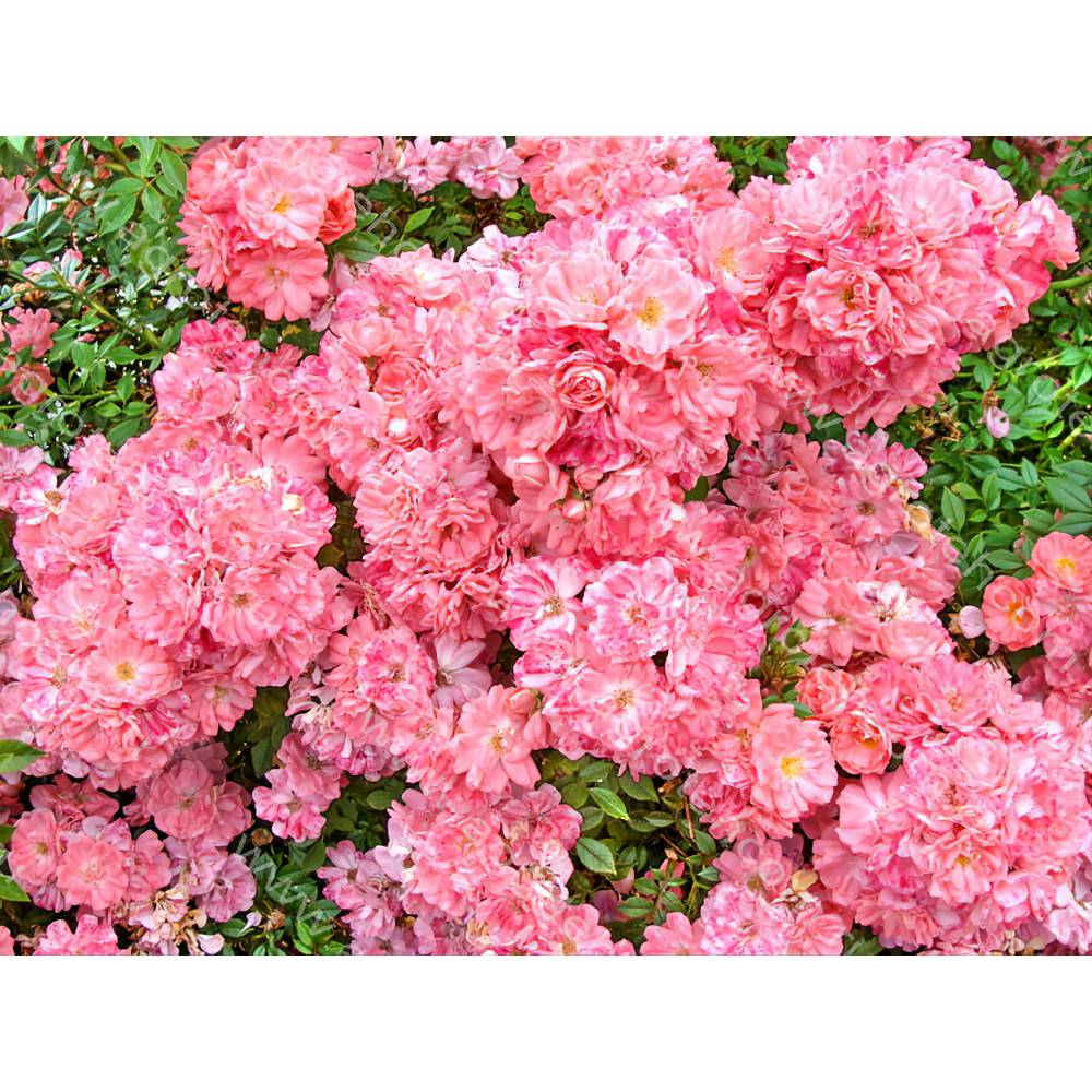 Роза японка почвопокр Ферди (роз, 60-150см, однократно), с3