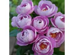 Роза японка шраб БУЛЬ ПАРФЮМ (BOUL DE PARFUM) (кофе-лаванда, 100см), с4