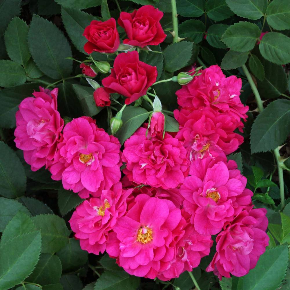 Роза парк канадская ДЖОН КЭБОТ (роз, 150-250см), с4