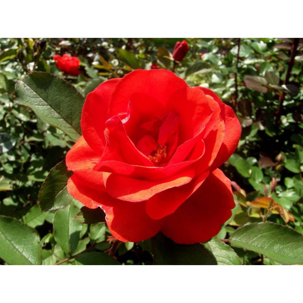 Роза парк канадская МОРДЕН ФАЕРГЛОУ (красн, 100см), с4