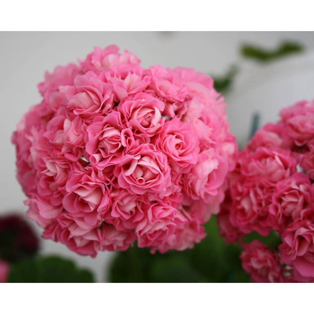 Пеларгония зональная Свонленд Пинк /Swanland Pink (Australian Pink Rosebud)