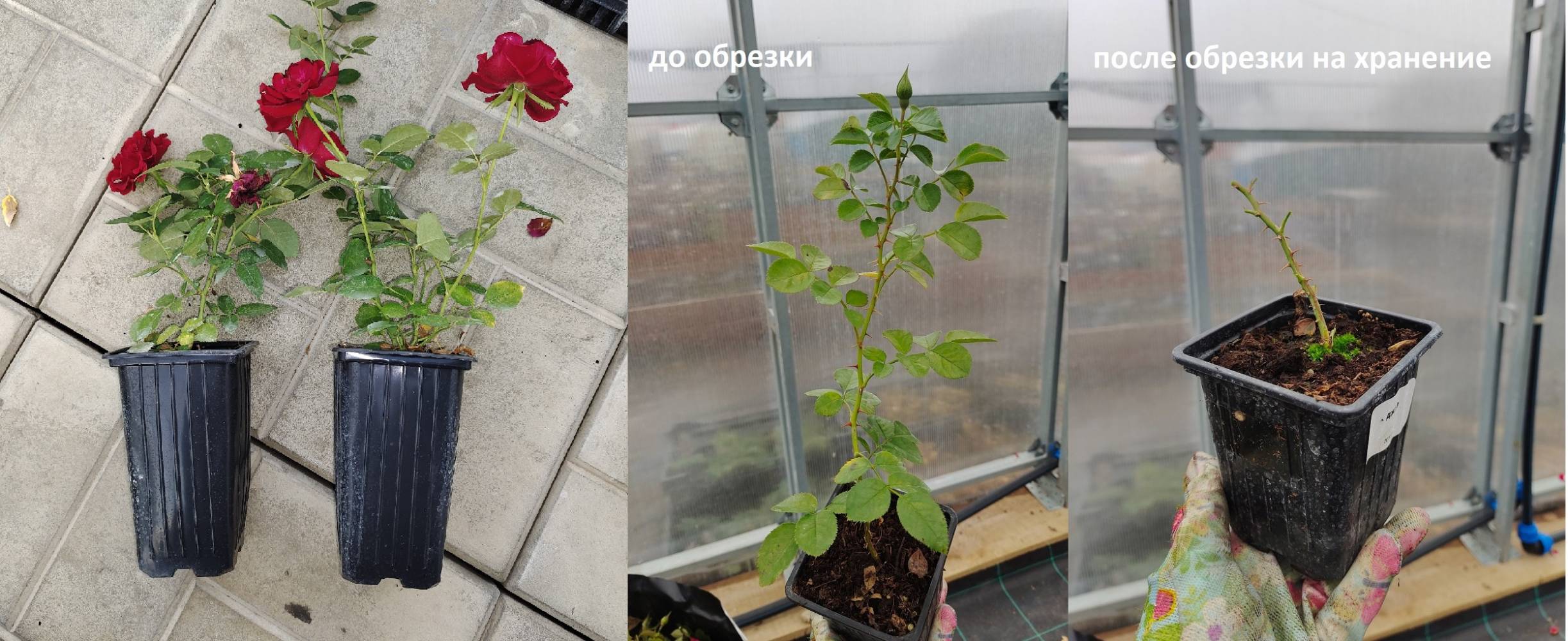 Леди оф Шалотт, горшок 0,5л, возраст 1 год