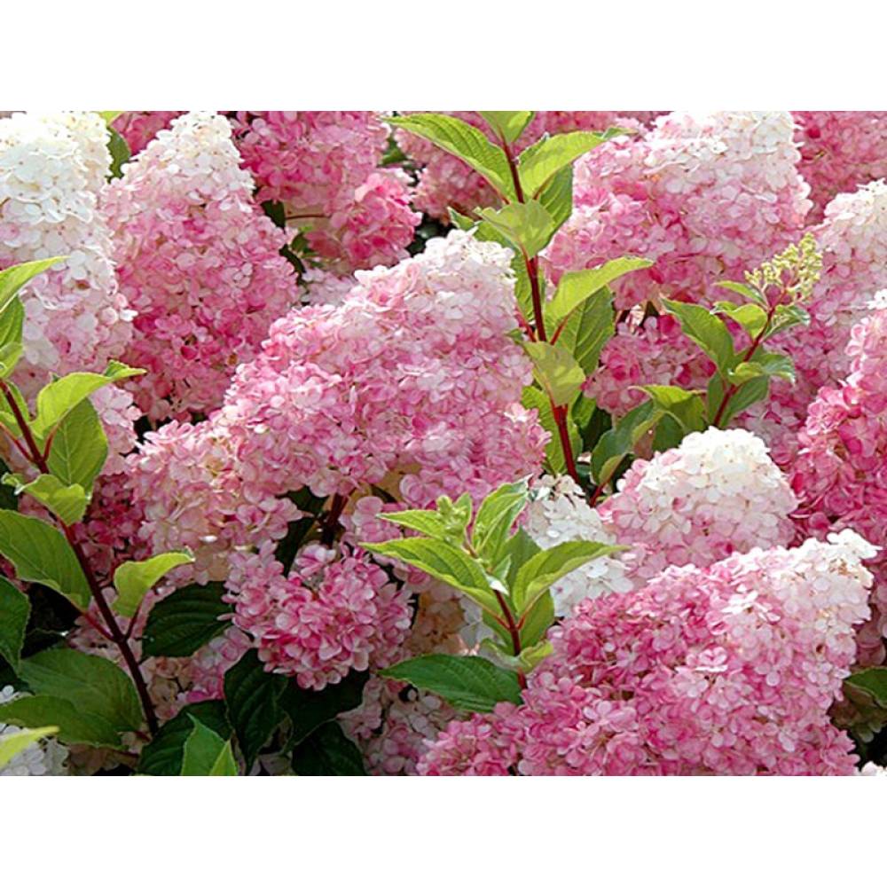 Гортензия метельчатая Ванилла Фрейз (Vanille Fraise)  р9