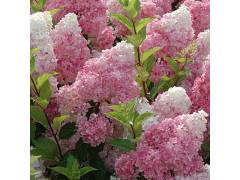 Гортензия метельчатая Ванилла Фрейз (Vanille Fraise) с3