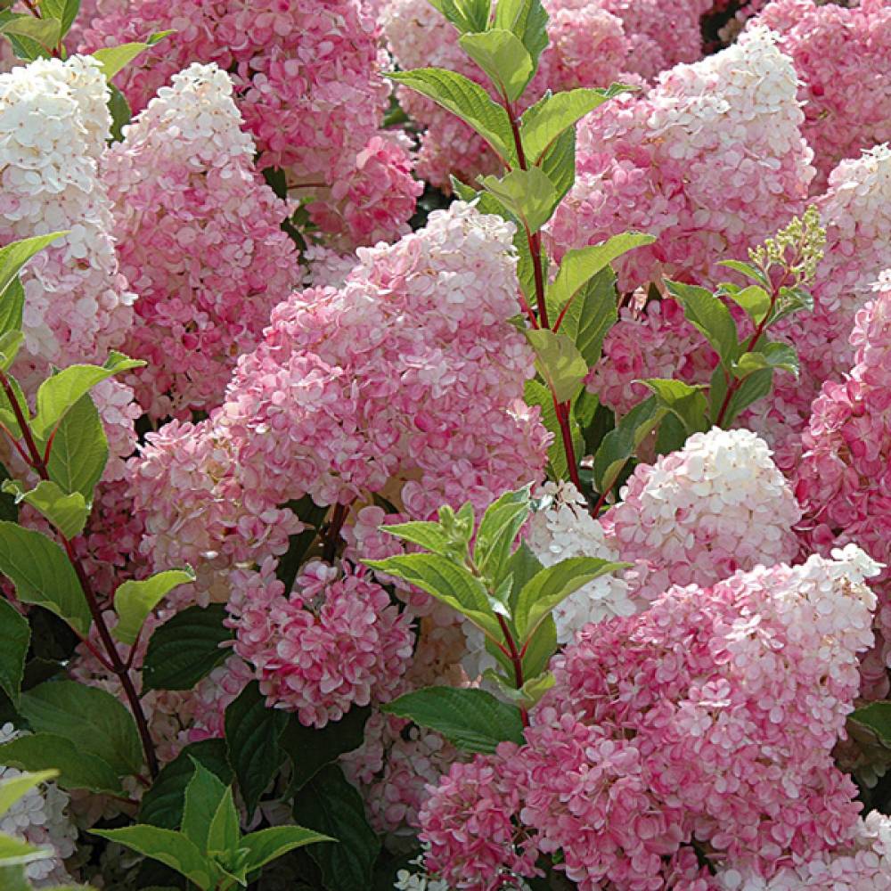 Гортензия метельчатая Ванилла Фрейз (Vanille Fraise) с3