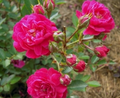 Роза почвопокровная Пурпл Рейн (Purple Rain)