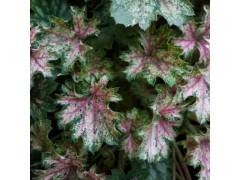 Гейхера Dew Drops/ Дью Дропс