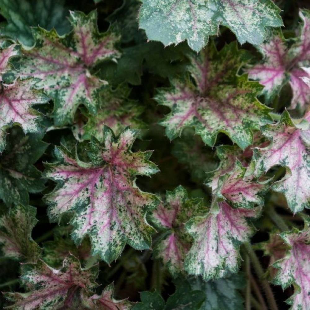 Гейхера Dew Drops/ Дью Дропс