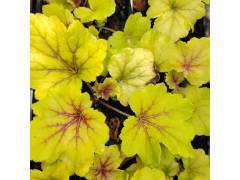 Гейхера Ред Лайтенин / Red Lightning