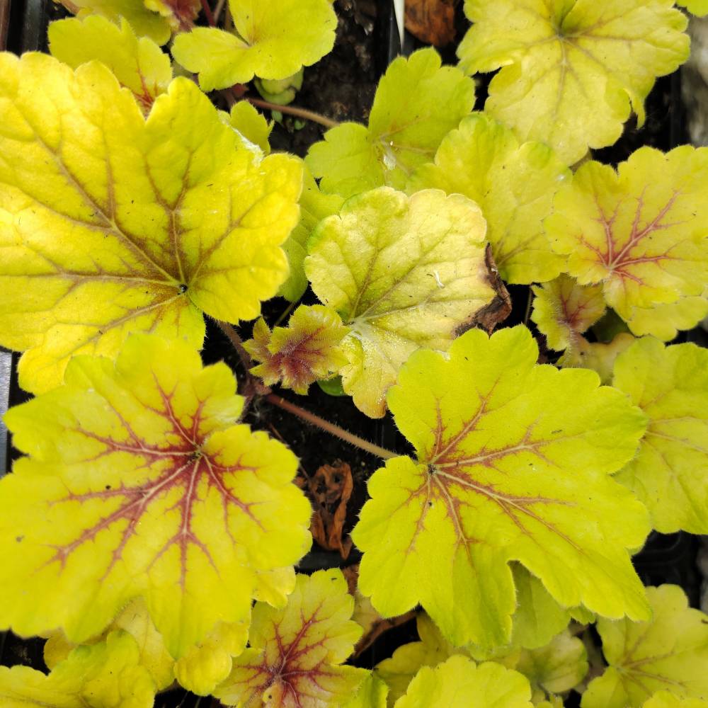 Гейхера Ред Лайтенин / Red Lightning