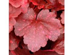 Гейхера Гэлакси (Galaxy), р9