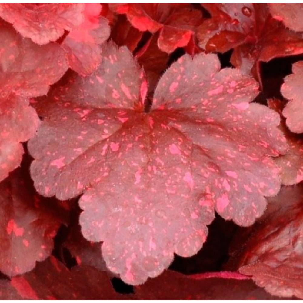 Гейхера Гэлакси (Galaxy), р9