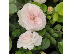 Роза парк канадская МАРТИН ФРОБИШЕР (св-роз, 150-180см), с4