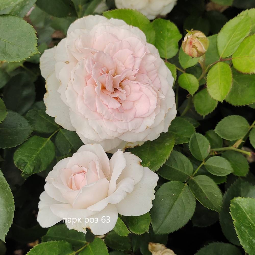 Роза парк канадская МАРТИН ФРОБИШЕР (св-роз, 150-180см), с4