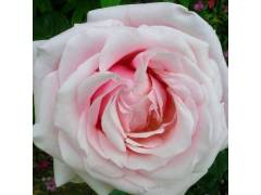 Роза чг Анна Павлова, (роз, 120см) с4