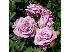 Роза чг Голубой Нил (сиреневая, 100-150см), с4
