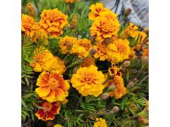 Бархатцы отклоненные, шт