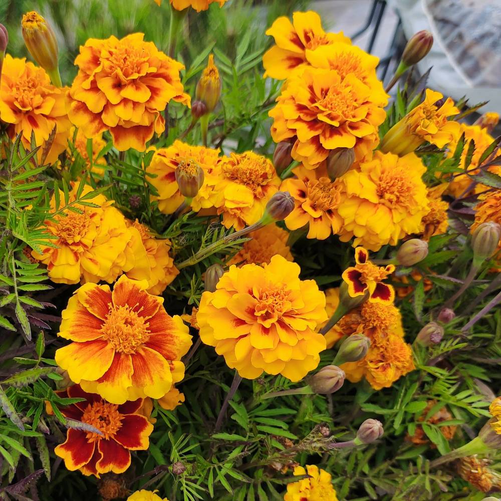 Бархатцы отклоненные, шт