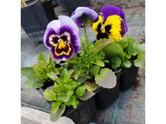 Виола крупноцветковая Инспаер делюкс МИКС, кассета 6шт