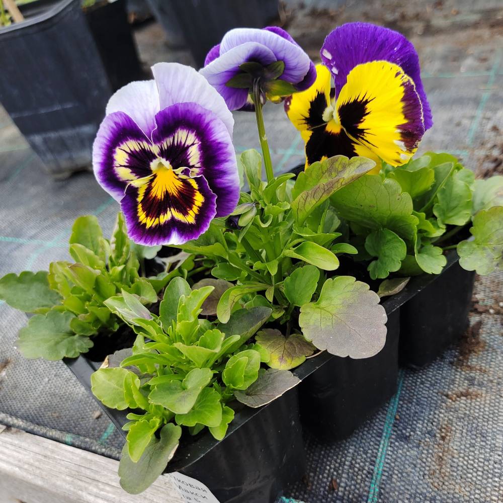 Виола крупноцветковая Инспаер делюкс МИКС, кассета 6шт