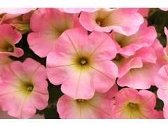 Петуния Свитуния БЕБИ ПИНК / Sweetunia Baby Pink 2026, р9