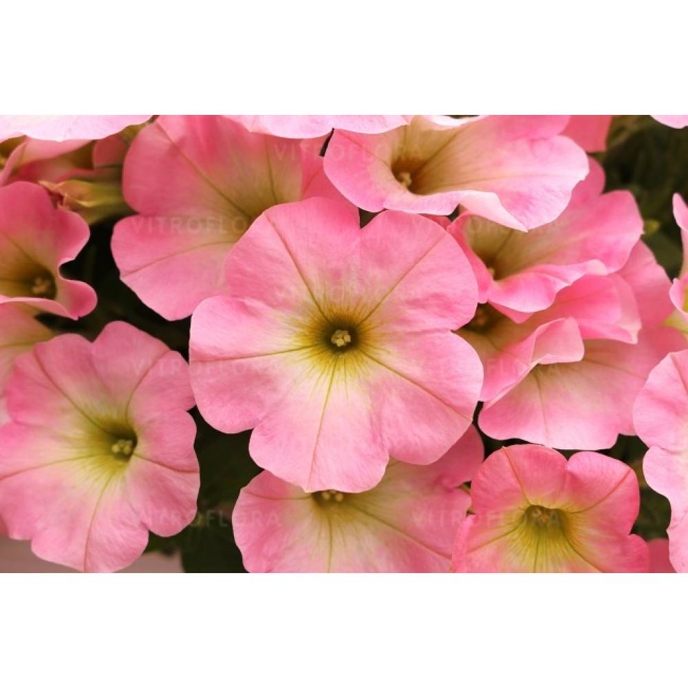 Петуния Свитуния БЕБИ ПИНК / Sweetunia Baby Pink 2026, р9