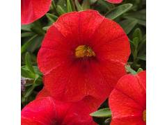 Калибрахоа Колибри Тангерин / Colibri Tangerine, р9