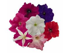 Петуния (цвета в ассортименте), шт