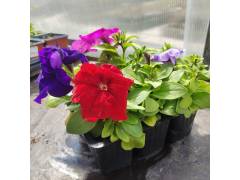 Петуния Лимбо микс цветов (кассета 6шт)