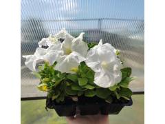 Петуния крупноцветковая Лимбо GP Вайт, кассета 6