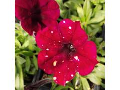 Петуния AlpeTunia Burgundy Sky / Альпетуния Бургунди Скай, р9